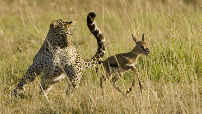 leopard